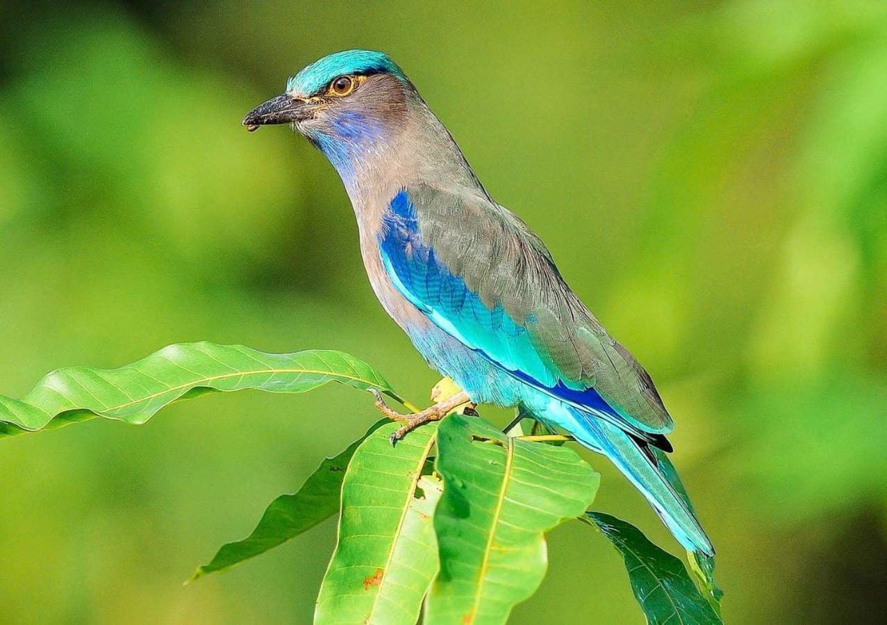 Bed and Breakfast Samui Blue Bird Маенам Экстерьер фото